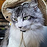 cat, fluffy, hat, bucket_hat, indoor, pet, animal, feline, closeup, portrait, whiskers, green_eyes, gray_fur, white_fur, calm, domestic_cat, cute, soft, headwear, expression