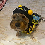 Indy Racer joined the competition — help win amazing prizes! animal, bee_costume, black, blue_wings, canine, close_up, costume, cute, dog, domestic_animal, floor, funny_outfit, fur, indoor, looking_up, pet, pom_poms, small_dog, tile_floor, yellow