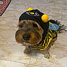 animal, bee_costume, black, blue_wings, canine, close_up, costume, cute, dog, domestic_animal, floor, funny_outfit, fur, indoor, looking_up, pet, pom_poms, small_dog, tile_floor, yellow