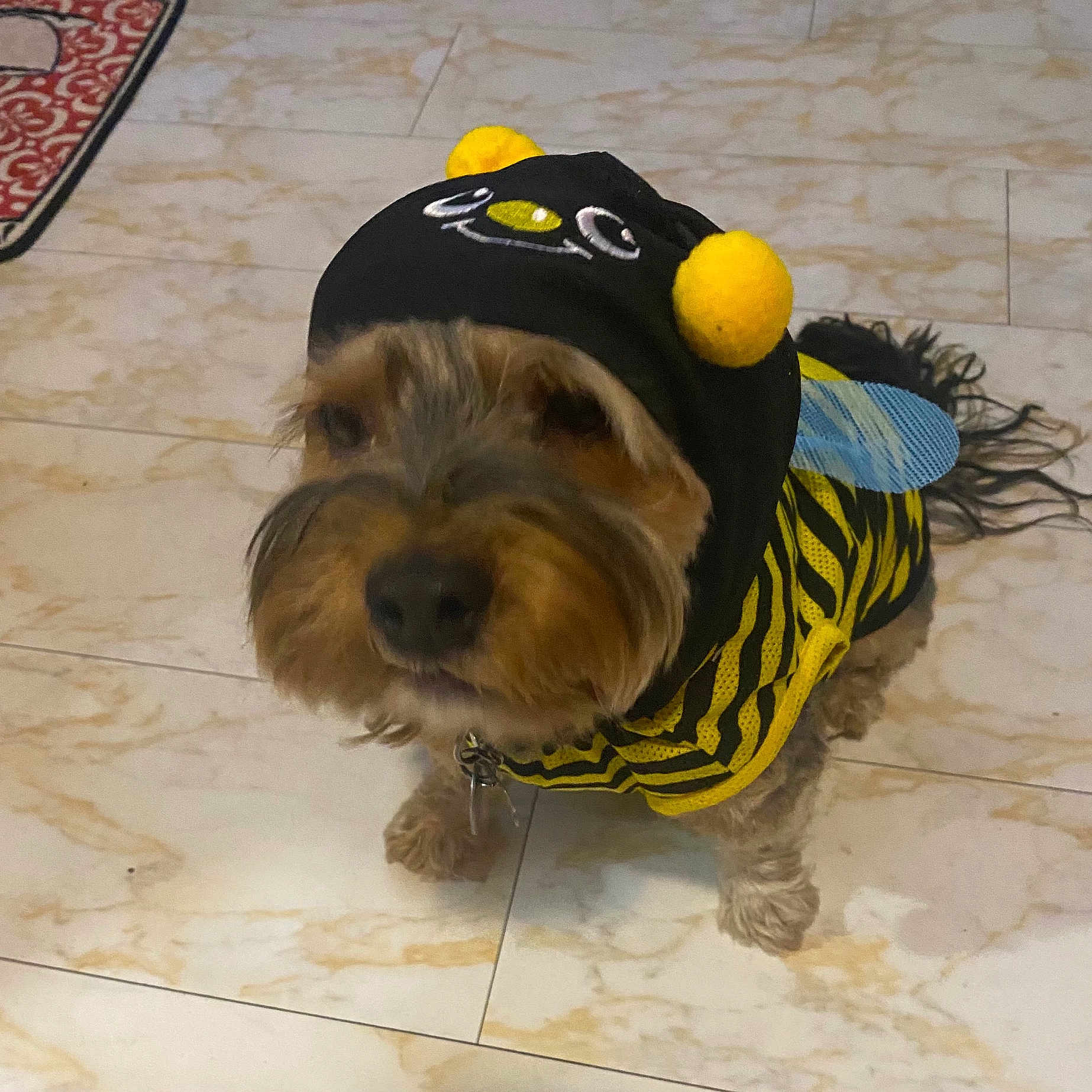 Indy Racer joined the competition — help win amazing prizes! animal, bee_costume, black, blue_wings, canine, close_up, costume, cute, dog, domestic_animal, floor, funny_outfit, fur, indoor, looking_up, pet, pom_poms, small_dog, tile_floor, yellow