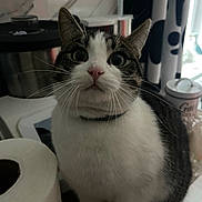 Virus a rejoint le concours — aidez-le/la à gagner de superbes lots ! animal, black_and_white, cat, closeup, collar, curious, curtain, domestic_cat, eyes, face, floor, fur, furniture, household, indoor, looking, pet, tabby, toilet_paper, whiskers