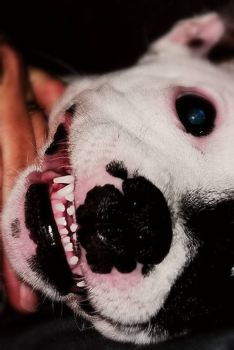 Upsy a rejoint le concours — aidez-le/la à gagner de superbes lots ! canidae, carmine, carnivore, close_up, collar, companion_dog, dog, dog_breed, eye, eyelash, fang, fawn, fur, head, jaw, paw, snout, sporting_group, whiskers, working_animal