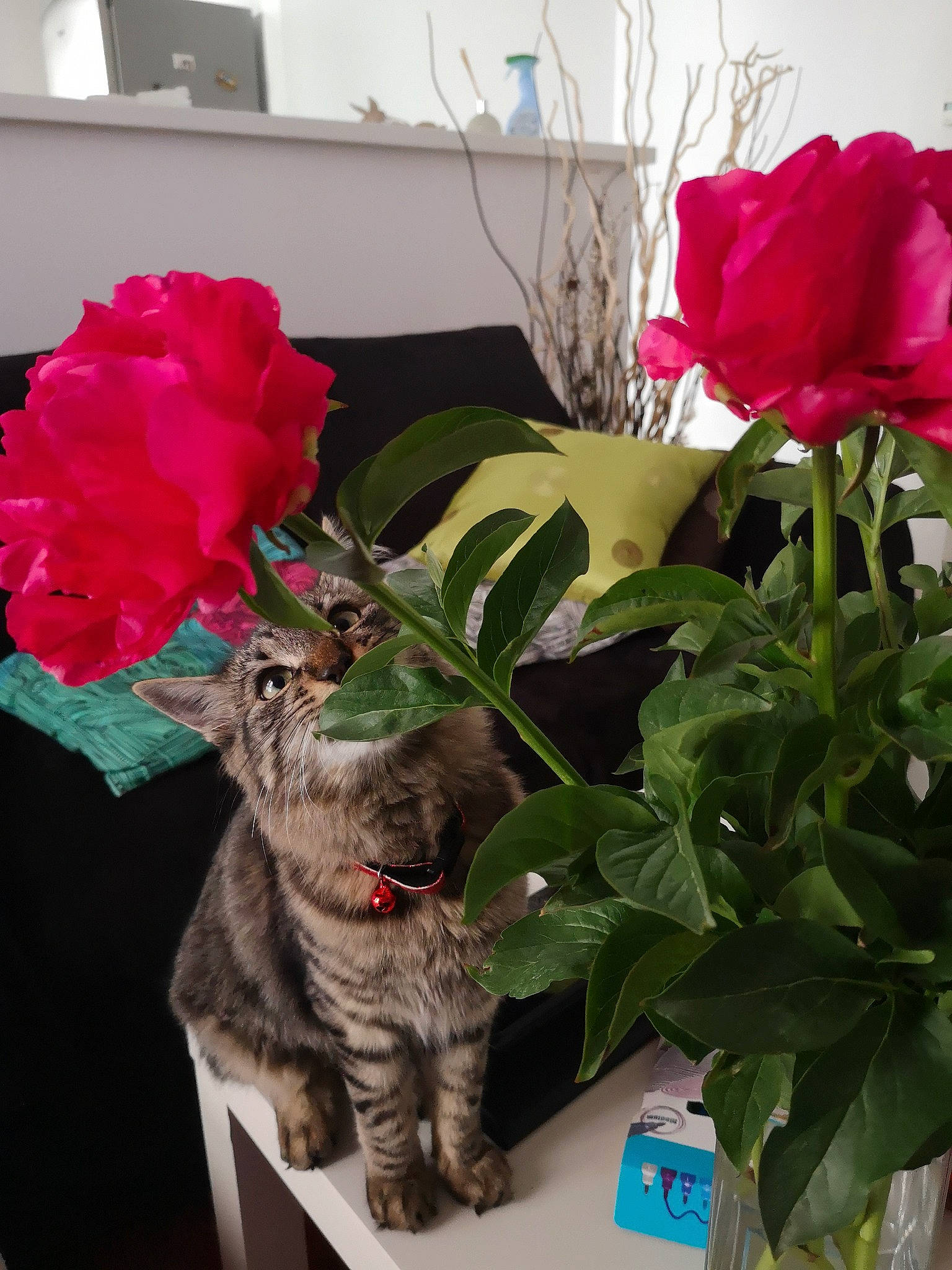 Perle a rejoint le concours — aidez-le/la à gagner de superbes lots ! annual_plant, camellia, cat, cut_flowers, cyclamen, felidae, floristry, flower, flowering_plant, garden_roses, herbaceous_plant, houseplant, peony, petal, pink, plant, rose, rose_family, rose_order, small_to_medium_sized_cats