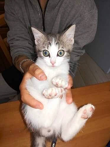 Evoli participe au concours pour gagner de l'argent avec cette photo : aegean_cat, american_curl, american_wirehair, asian, burmilla, carnivore, cat, domestic_short_haired_cat, european_shorthair, felidae, javanese, kitten, mammal, norwegian_forest_cat, oriental_longhair, polydactyl_cat, small_to_medium_sized_cats, turkish_angora, vertebrate, whiskers