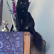 Rudy is registered to the contest to win money with this photo: black_cat, cat, feline, pet, sitting, yellow_eyes, long_tail, fluffy_fur, piano, table_cover, floral_pattern, purple_flowers, figurine, indoor, home_decor, furniture, portrait, staring, curious, shelf_top