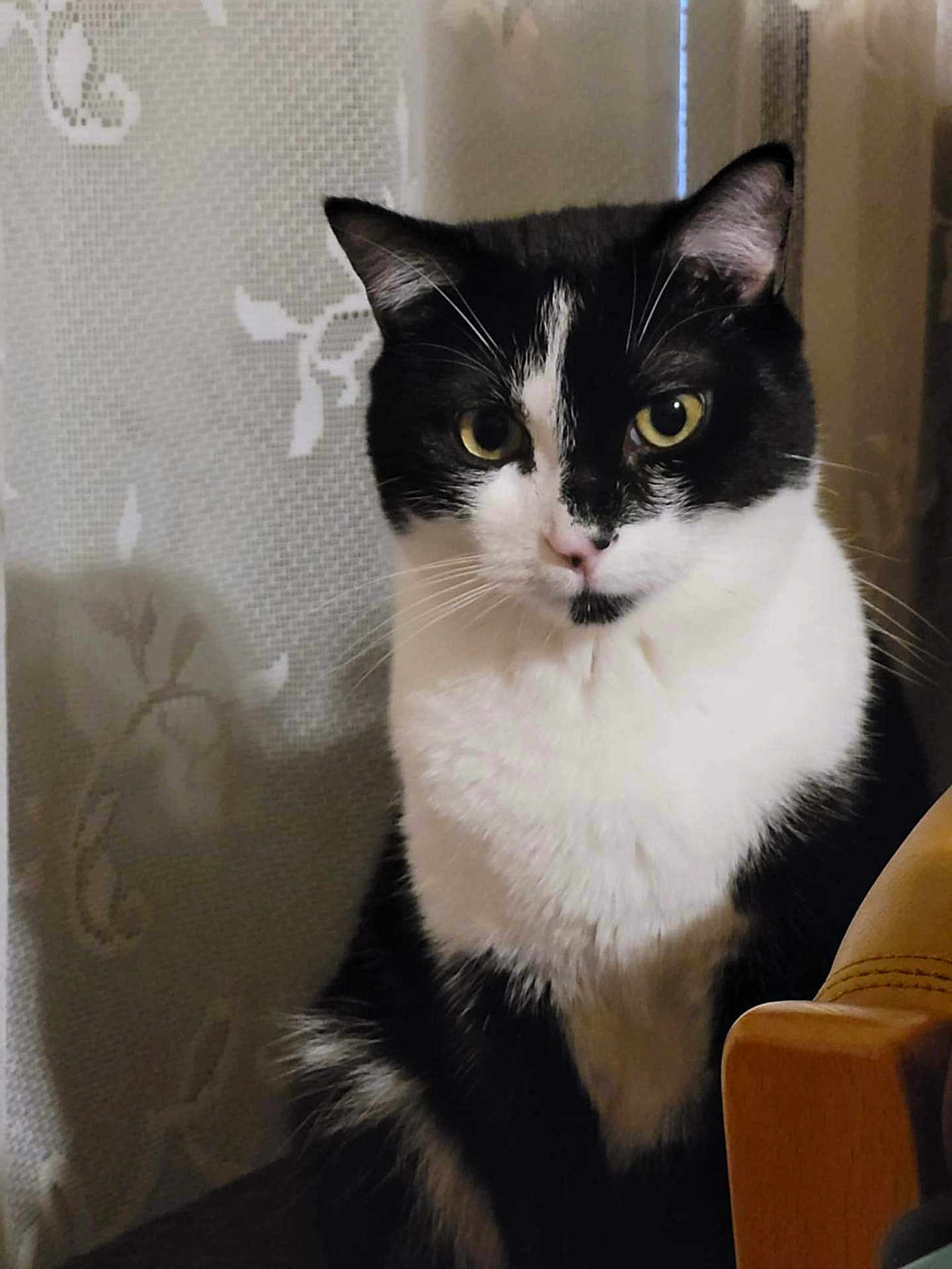 Panda a rejoint le concours — aidez-le/la à gagner de superbes lots ! cat, black_and_white, indoor, curtain, lace, feline, pet, sitting, fur, yellow_eyes, whiskers, close_up, portrait, animal, calm, domestic_cat, furniture, wood, shadow, soft_light