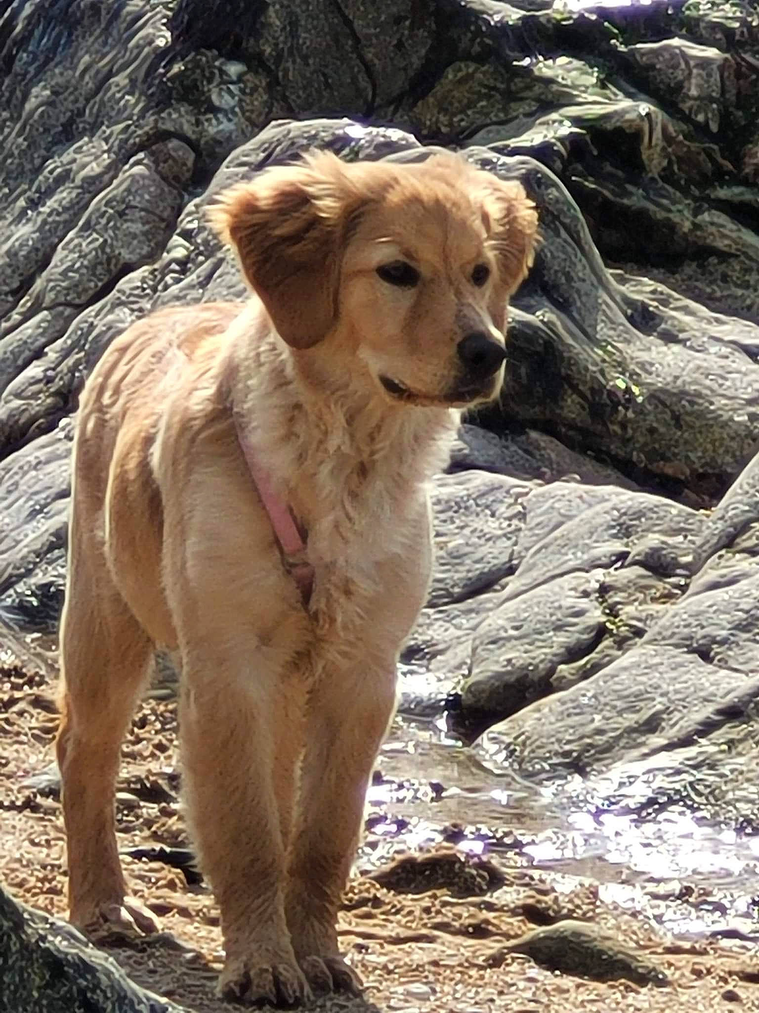 Rya a rejoint le concours — aidez-le/la à gagner de superbes lots ! adventure, bedrock, canidae, carnivore, collar, companion_dog, dog, dog_breed, fawn, landscape, rock, snout, sporting_group, tail, terrestrial_animal, tree, whiskers, wildlife, wood, working_animal