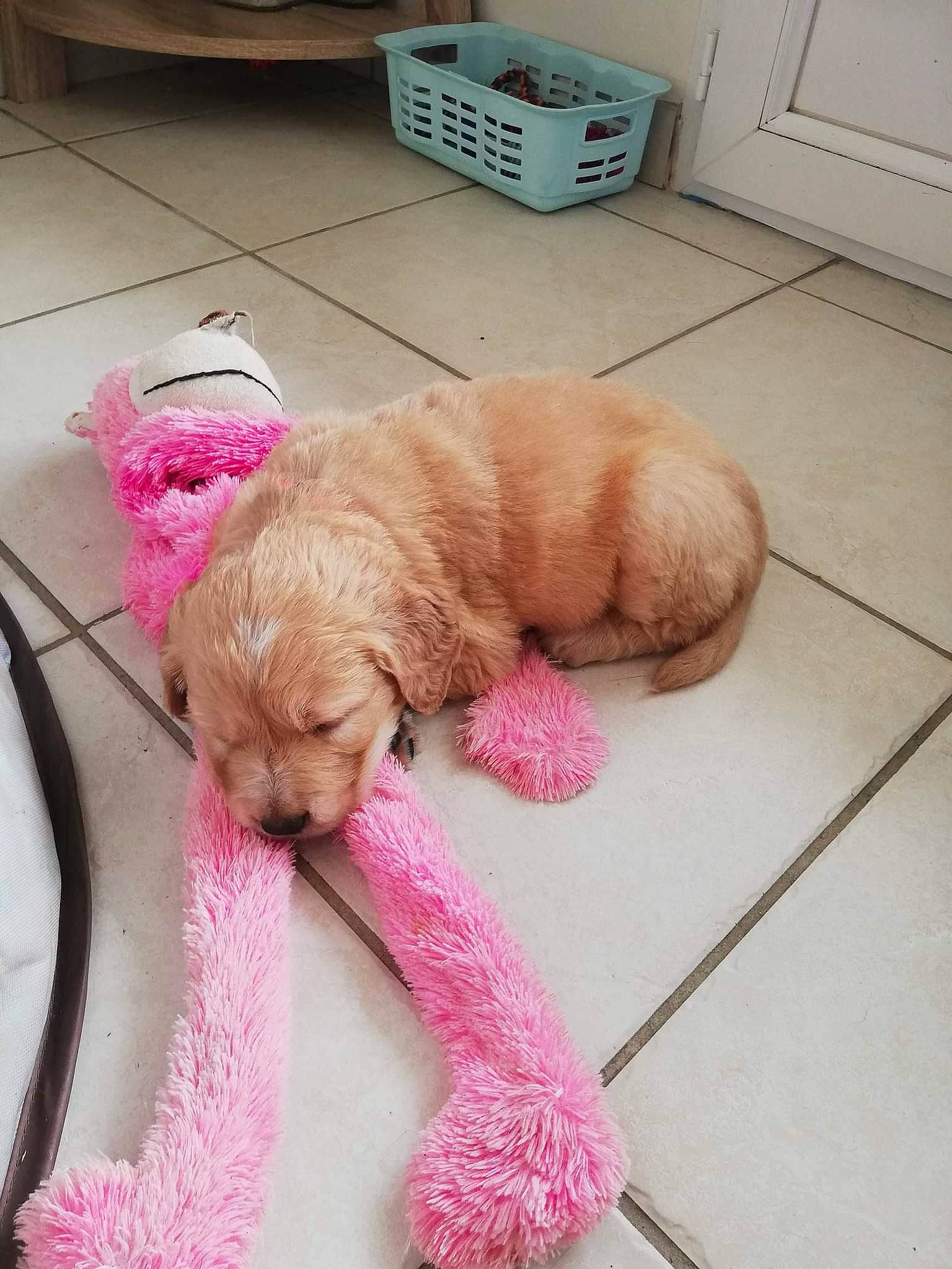 Rya a rejoint le concours — aidez-le/la à gagner de superbes lots ! carnivore, collar, companion_dog, dog, dog_breed, dog_collar, dog_supply, fawn, floor, flooring, kitchen_appliance, leash, liver, pet_supply, pink, refrigerator, shipping_box, sporting_group, toy_dog, working_animal