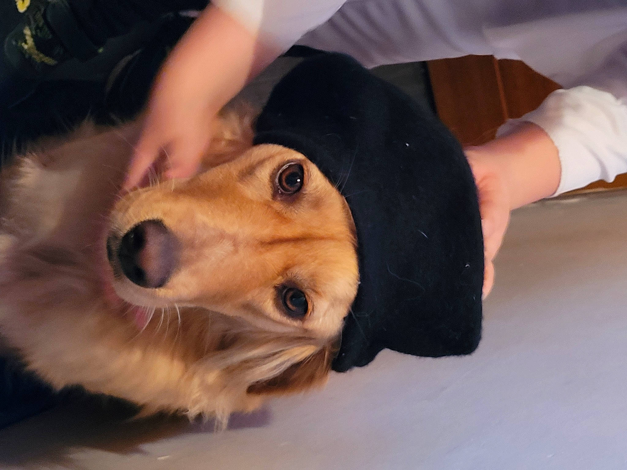 Rya participe au concours pour gagner de l'argent avec cette photo : canidae, canis, carnivore, collie, companion_dog, dog, dog_breed, dog_clothes, fawn, fur, guard_dog, shetland_sheepdog, snout, sporting_group, terrestrial_animal, whiskers, working_animal, working_dog