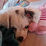 Aloha a rejoint le concours — aidez-le/la à gagner de superbes lots ! animal, bed, black_spots, blanket, close_up, cozy, cute, dog, ears, face, indoor, napping, pet, pink, plush, puppy, resting, soft_toy, striped, white