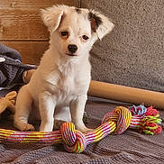 Aloha participe au concours pour gagner de l'argent avec cette photo : puppy, dog, toy, rope_toy, indoor, blanket, wooden_wall, pet, cute, small_dog, sitting, fur, animal, young_dog, playful, cozy, domestic, white_dog, black_spots, resting