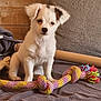 puppy, dog, toy, rope_toy, indoor, blanket, wooden_wall, pet, cute, small_dog, sitting, fur, animal, young_dog, playful, cozy, domestic, white_dog, black_spots, resting