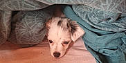 Aloha a rejoint le concours — aidez-le/la à gagner de superbes lots ! animal, beige, blanket, cozy, cute, dog, ears, face, fur, indoor, lying_down, patterned_blanket, pet, puppy, resting, sleepy, small, snug, soft, teal