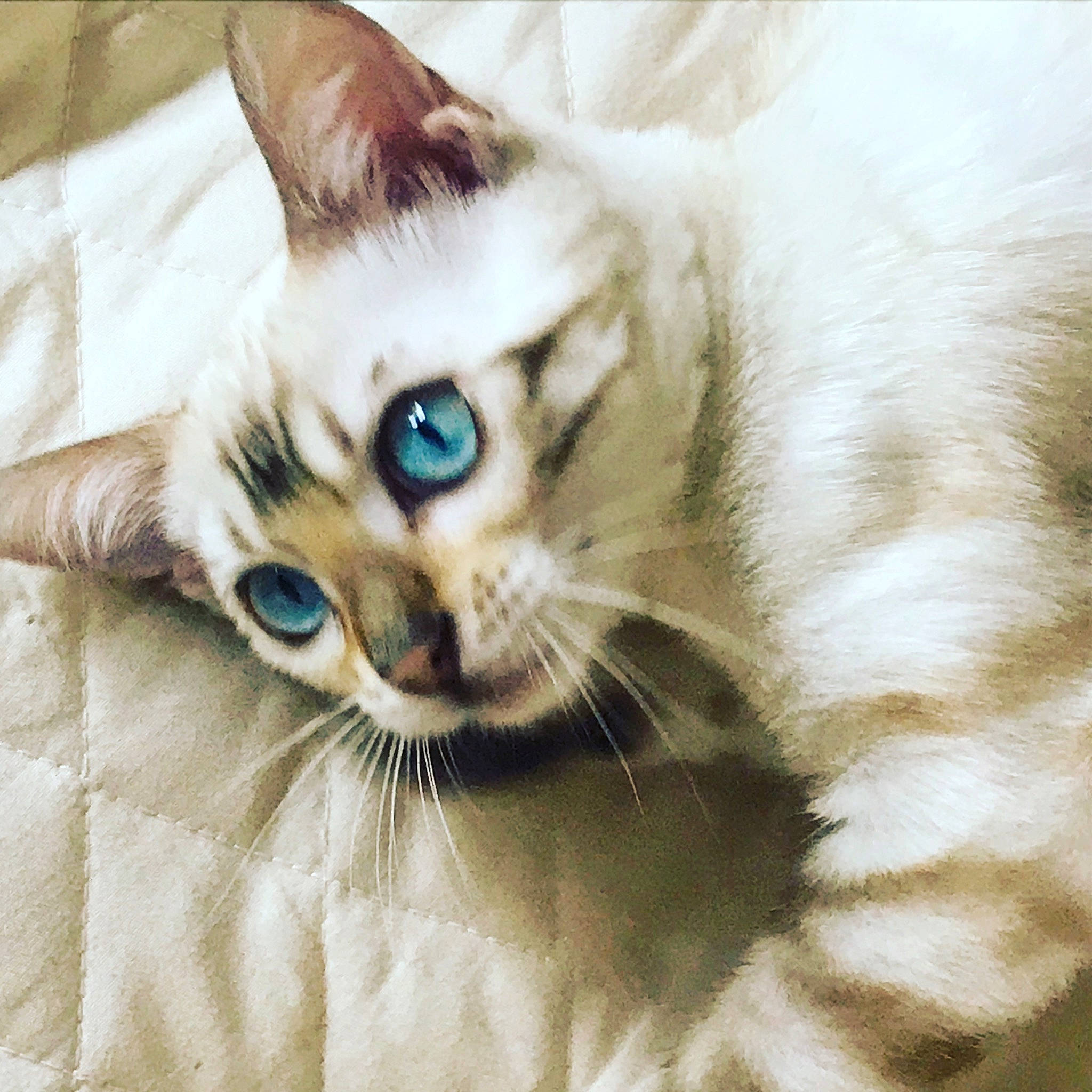 Shakira a rejoint le concours — aidez-le/la à gagner de superbes lots ! balinese, carnivore, cat, cat_supply, claw, comfort, domestic_short_haired_cat, eyelash, fawn, felidae, fur, paw, small_to_medium_sized_cats, snout, tail, thai, whiskers