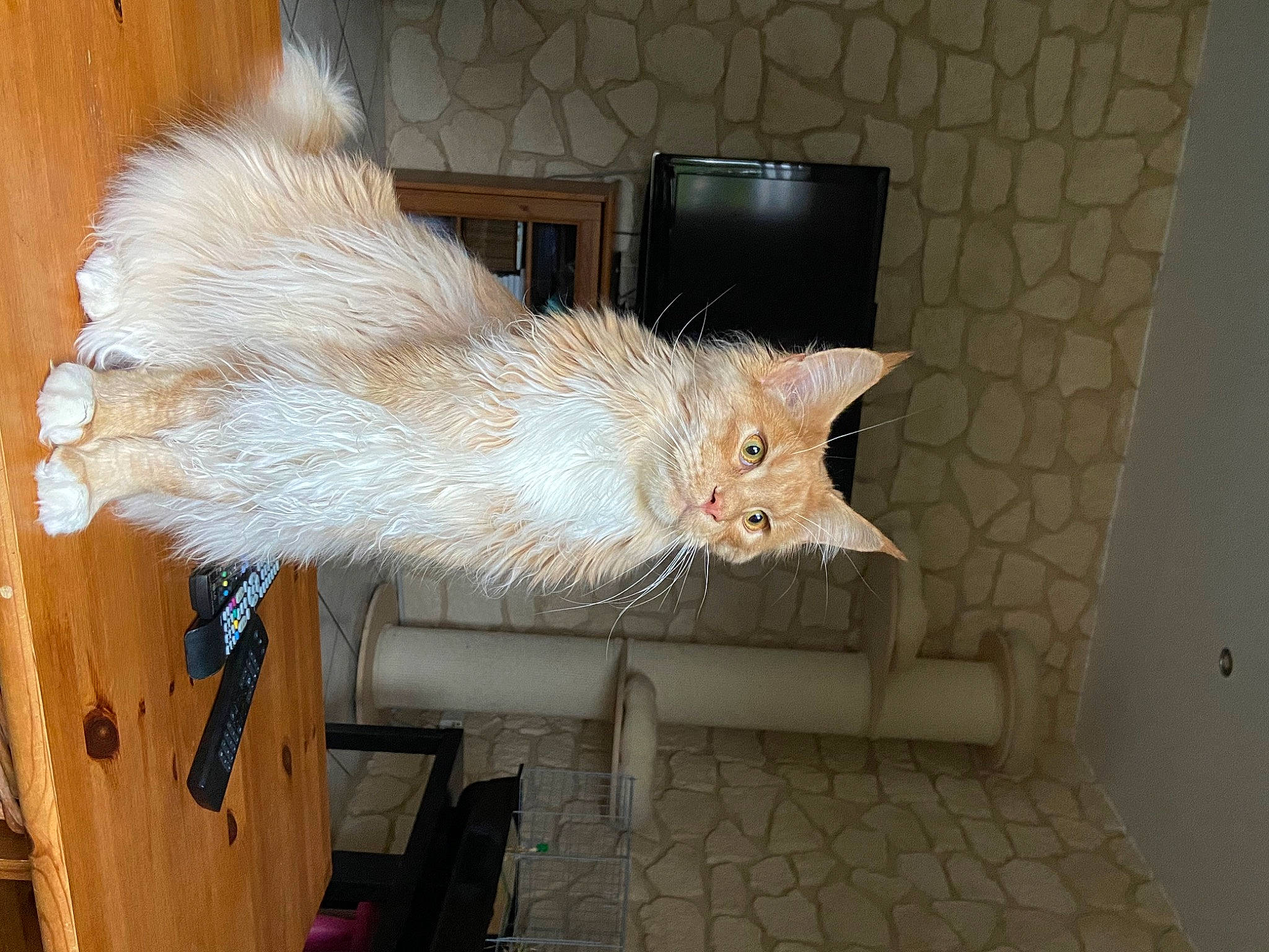 Stitch a rejoint le concours — aidez-le/la à gagner de superbes lots ! carnivore, cat, claw, domestic_short_haired_cat, fawn, felidae, flooring, fur, hardwood, room, small_to_medium_sized_cats, tail, whiskers, wood