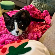 Ringo is registered to the contest to win money with this photo: cat, black_and_white, wide_eyes, alert, blanket, pink, soft_texture, toy, living_room, couch, cushion, furniture, pet, indoor, curious, whiskers, tail, playful, close_up, cozy