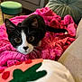 cat, black_and_white, wide_eyes, alert, blanket, pink, soft_texture, toy, living_room, couch, cushion, furniture, pet, indoor, curious, whiskers, tail, playful, close_up, cozy