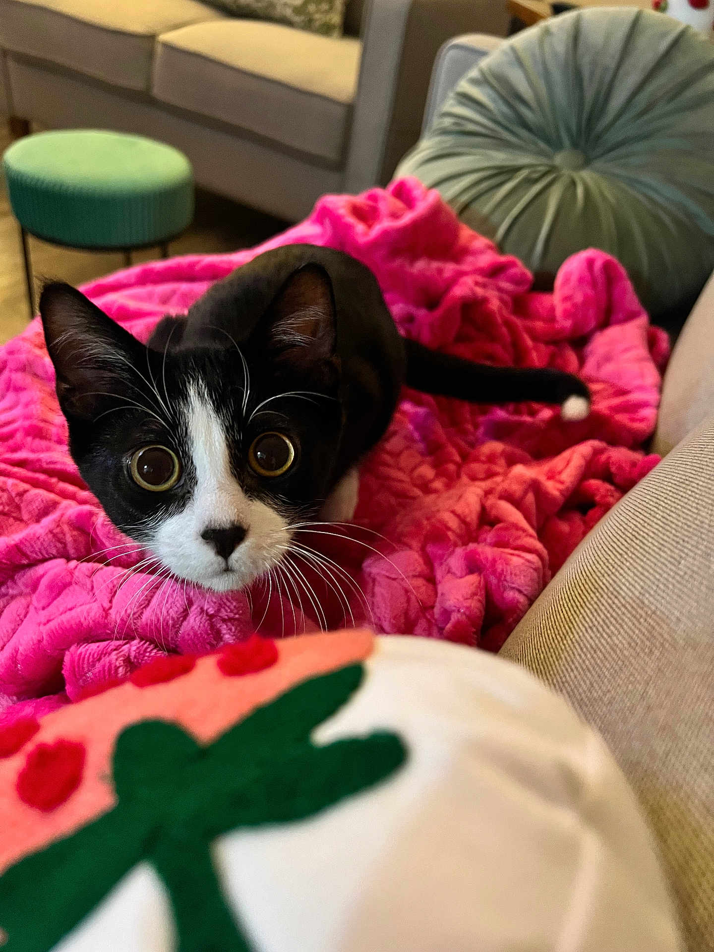 Ringo