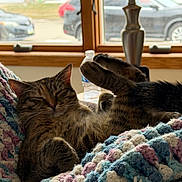 Sierra is registered to the contest to win money with this photo: animal, blanket, cat, cozy, cute, furniture, home, indoor, knitted_blanket, lamp, paw, peaceful, pet, relaxed, resting, sleeping, soft_light, tabby_cat, water_bottle, window