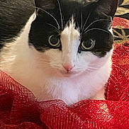 Jack is registered to the contest to win money with this photo: animal, black_and_white, cat, close_up, comfort, cozy, curious_eyes, cute, domestic_cat, feline, fur, indoor, patterned_background, pet, pink_nose, red_fabric, resting, soft, texture, whiskers