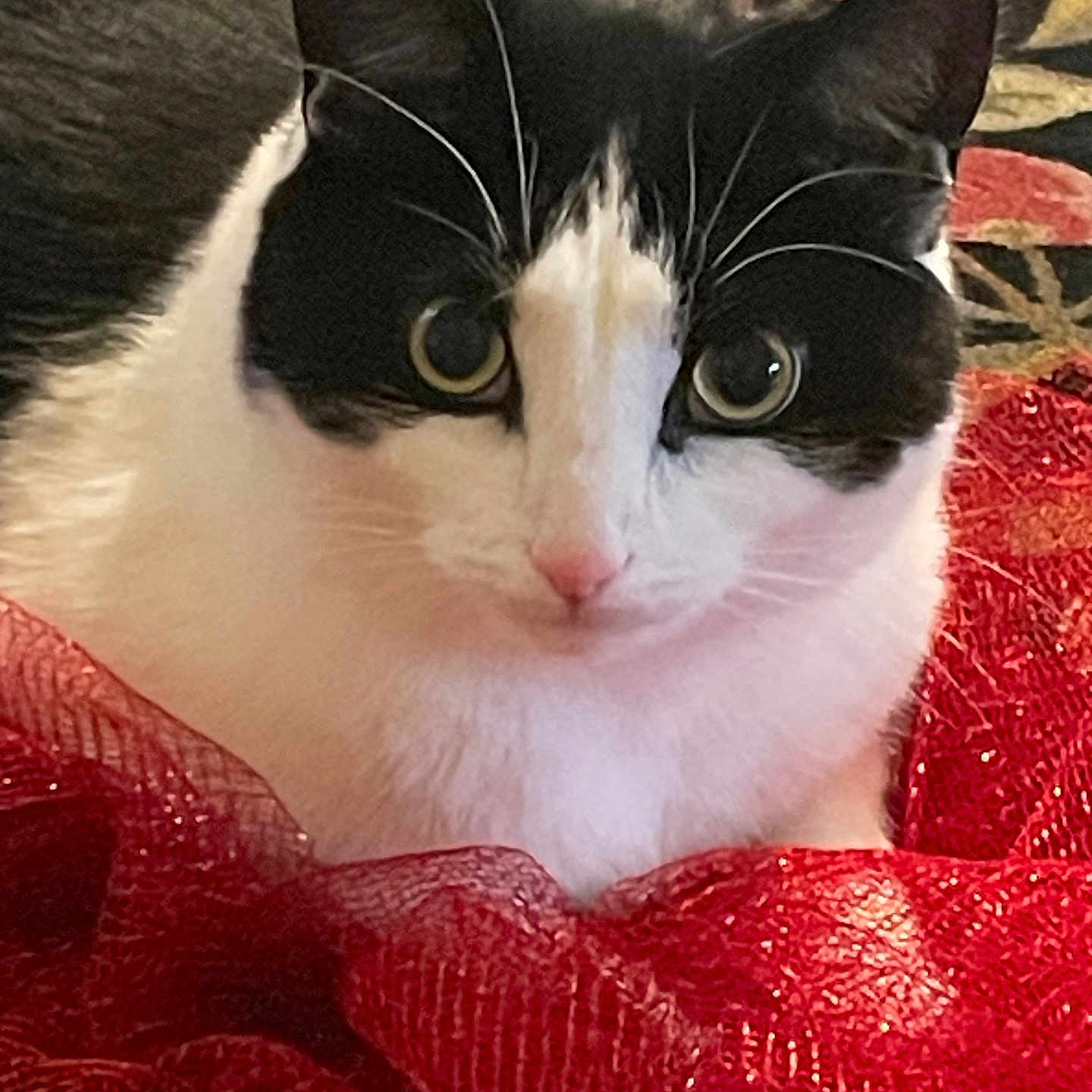 Jack is registered to the contest to win money with this photo: animal, black_and_white, cat, close_up, comfort, cozy, curious_eyes, cute, domestic_cat, feline, fur, indoor, patterned_background, pet, pink_nose, red_fabric, resting, soft, texture, whiskers