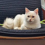 Chantilly participe au concours pour gagner de l'argent avec cette photo : cat, fluffy, cream_colored, chair, indoor, pet, feline, fur, animal, relaxed, wooden_floor, domestic_cat, sitting, looking_at_camera, whiskers, ears, tail, cushion, home, cute