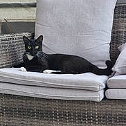 Tokyo participe au concours pour gagner de l'argent avec cette photo : cat, black_cat, white_paws, cushion, wicker_chair, green_eyes, pet, animal, indoor, relaxing, feline, whiskers, tail, resting, comfortable, fur, portrait, looking_at_camera, home, cozy