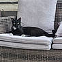 cat, black_cat, white_paws, cushion, wicker_chair, green_eyes, pet, animal, indoor, relaxing, feline, whiskers, tail, resting, comfortable, fur, portrait, looking_at_camera, home, cozy