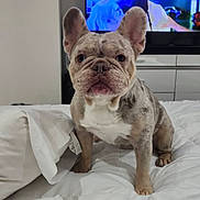 Bennie joined the competition — help win amazing prizes! animal, bed, canine, cute, dog, domestic_animal, ears, expression, french_bulldog, front_view, fur, furniture, household, indoor, living_room, pet, puppy, remote_control, television, white_bedspread