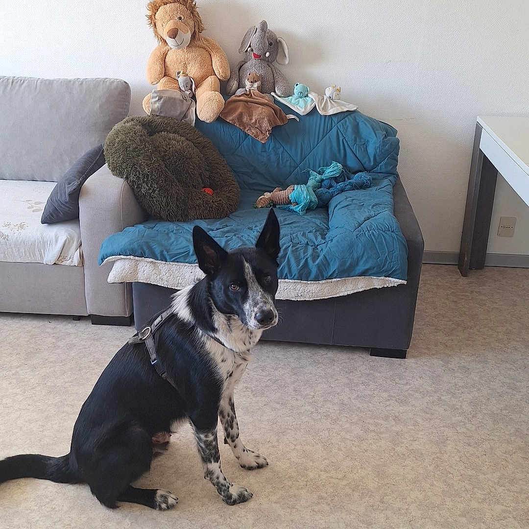 Vulcain a rejoint le concours — aidez-le/la à gagner de superbes lots ! dog, black_and_white, sitting, floor, couch, blanket, stuffed_animals, lion_plush, rabbit_plush, indoor, living_room, pet, furniture, home, quiet, calm, animal, domestic, clean, relaxed