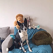 Vulcain participe au concours pour gagner de l'argent avec cette photo : dog, black_and_white, sitting, couch, blue_quilt, plush_toys, lion_toy, elephant_toy, frog_toy, pillow, cozy, indoor, pet, animal, home, furniture, blanket, relaxed, floor, wall