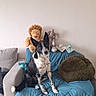 dog, black_and_white, sitting, couch, blue_quilt, plush_toys, lion_toy, elephant_toy, frog_toy, pillow, cozy, indoor, pet, animal, home, furniture, blanket, relaxed, floor, wall