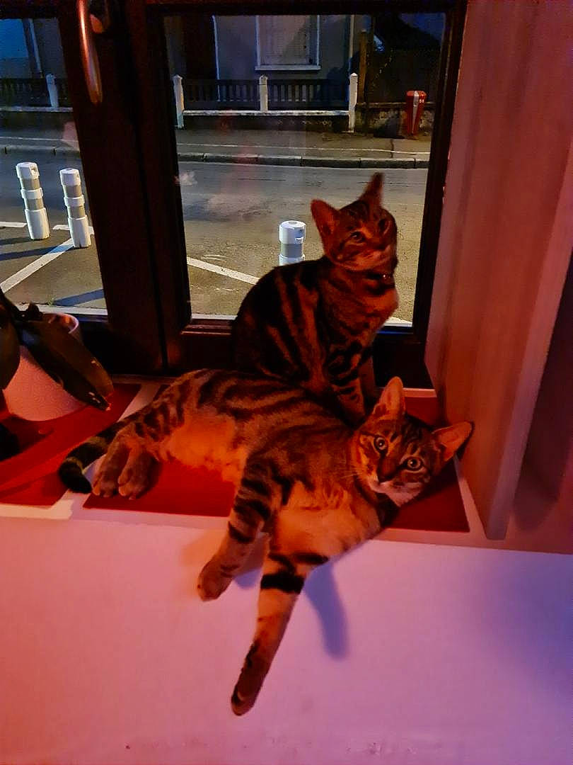 Maes Et Kitty a rejoint le concours — aidez-le/la à gagner de superbes lots ! american_shorthair, asian, bengal, carnivore, cat, domestic_short_haired_cat, european_shorthair, fawn, felidae, kitten, ocicat, small_to_medium_sized_cats, sokoke, tabby_cat, tail, toyger, whiskers