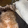 cat, fluffy, long_hair, lying_down, belly_up, indoor, blanket, floor, chair_leg, table_leg, fur, pet, animal, relaxed, cute, domestic, whiskers, eyes, cozy, resting