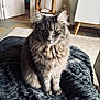 Unalia a rejoint le concours — aidez-le/la à gagner de superbes lots ! cat, fluffy, gray, indoor, blanket, fur, pet, animal, cozy, furniture, carpet, looking, sitting, cute, domestic, whiskers, ears, eyes, soft, home