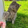 cat, gray_cat, tabby, paw, grass, outdoor, hand, plant, greenery, sunlight, backyard, pet, animal, feline, nature, playing, curious, fur, whiskers, closeup