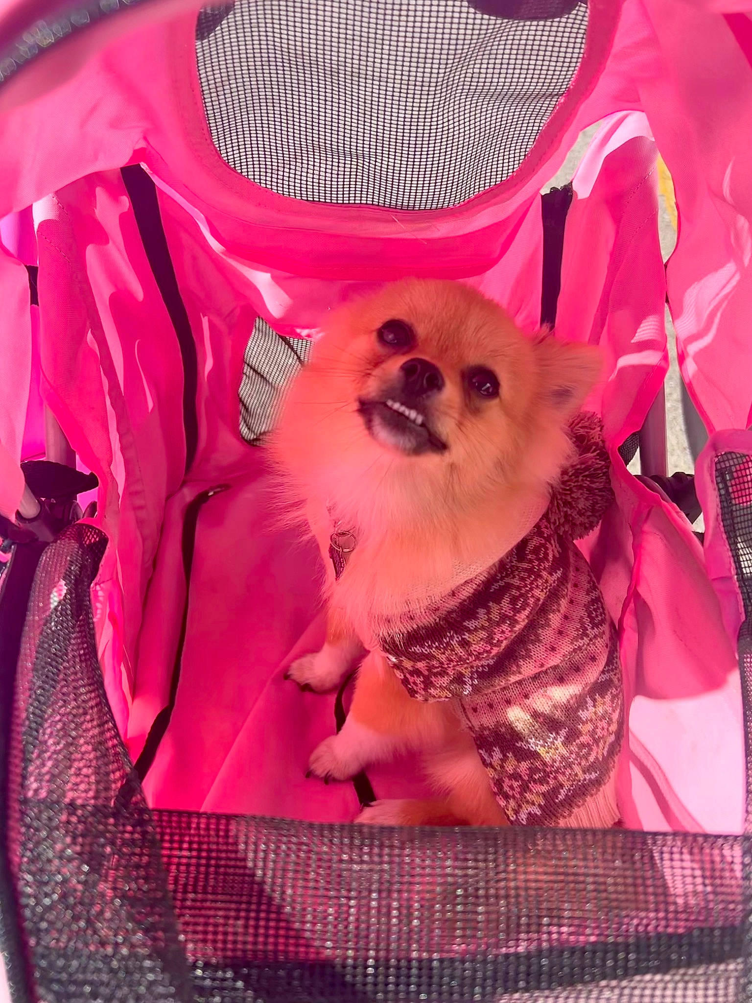 Pumpkin joined the competition — help win amazing prizes! baby_toddler_clothing, bag, carmine, carnivore, chihuahua, companion_dog, dog, dog_breed, dog_clothes, dog_supply, event, fawn, fur, magenta, pattern, pet_supply, pink, red, sleeve, toy_dog