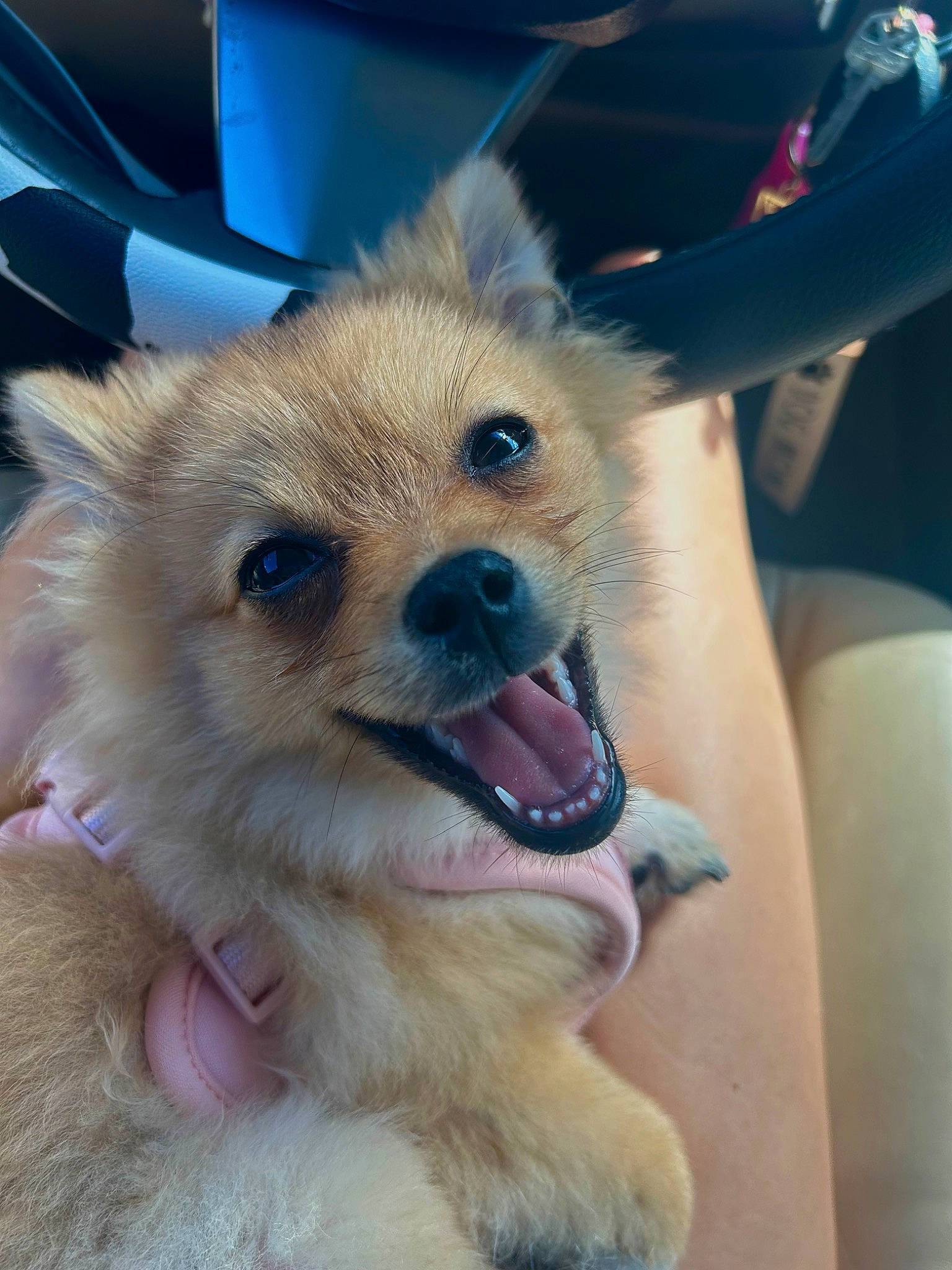 Pumpkin joined the competition — help win amazing prizes! canidae, carnivore, companion_dog, dog, dog_breed, dog_supply, electric_blue, fawn, fur, german_spitz, german_spitz_mittel, paw, pomeranian, snout, spitz, sporting_group, terrestrial_animal, toy_dog, whiskers, working_animal