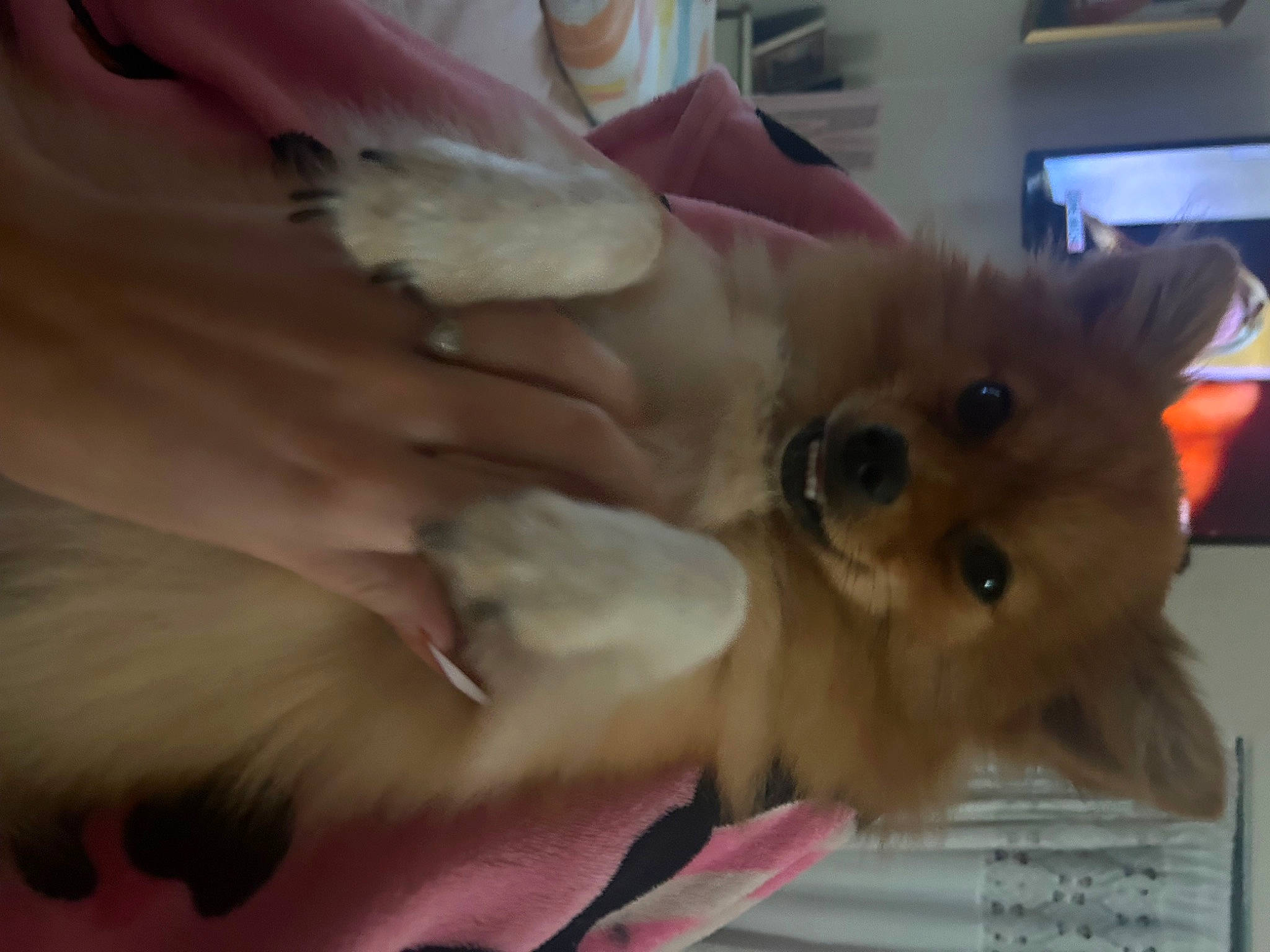 Pumpkin joined the competition — help win amazing prizes! canidae, carnivore, companion_dog, dog, dog_breed, fawn, felidae, fur, german_spitz, pomeranian, small_to_medium_sized_cats, spitz, sporting_group, stuffed_toy, tail, toy, toy_dog, volpino_italiano, whiskers, working_animal