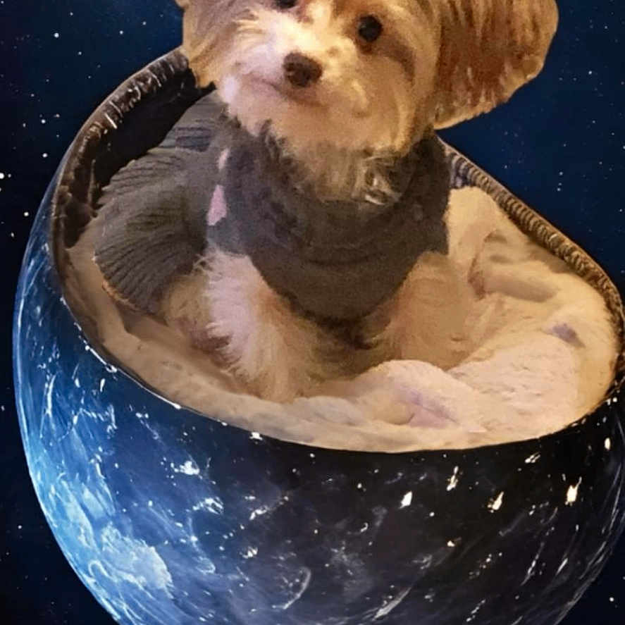 Pheobee is registered to the contest to win money with this photo: animal, background, basket, cosmos, cozy, cute, digital_edit, dog, floating, fur, galaxy, pet, planet, portrait, shooting_star, small_dog, space, stars, sweater, whimsical