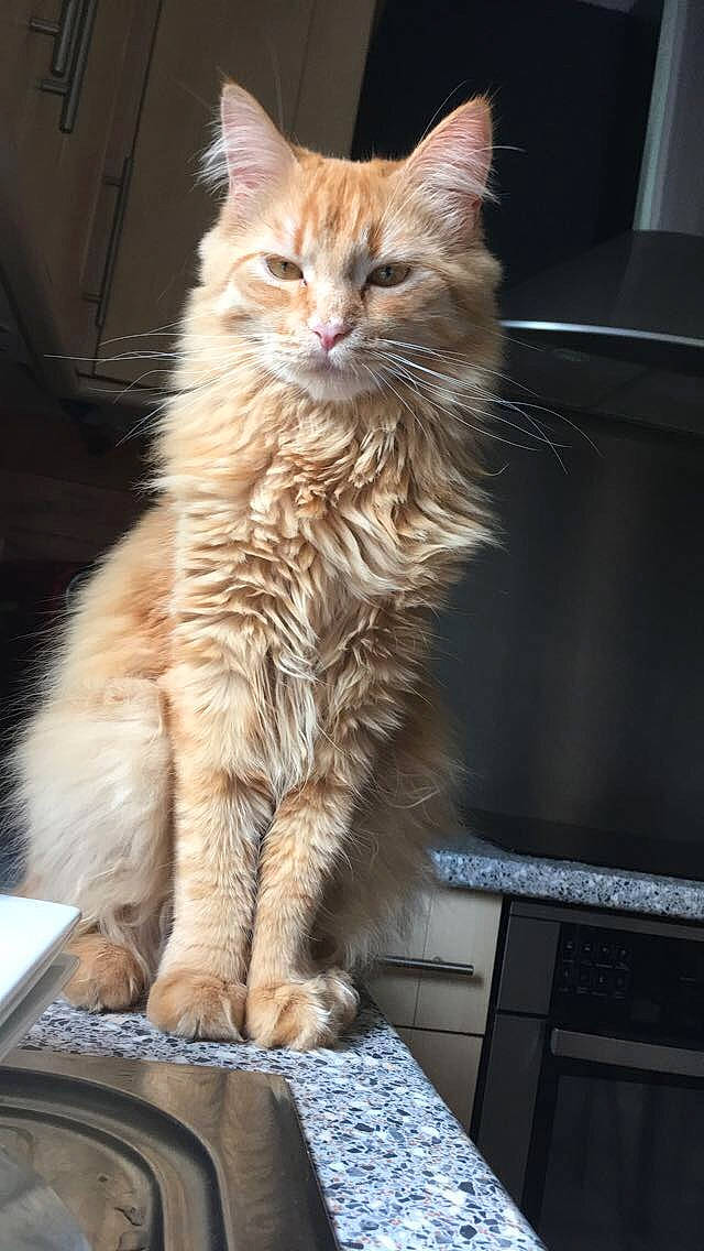 Misty participe au concours pour gagner de l'argent avec cette photo : asian, asian_semi_longhair, british_semi_longhair, carnivore, cat, cymric, domestic_long_haired_cat, domestic_short_haired_cat, european_shorthair, fawn, felidae, kitten, maine_coon, mammal, norwegian_forest_cat, siberian, small_to_medium_sized_cats, tabby_cat, vertebrate, whiskers