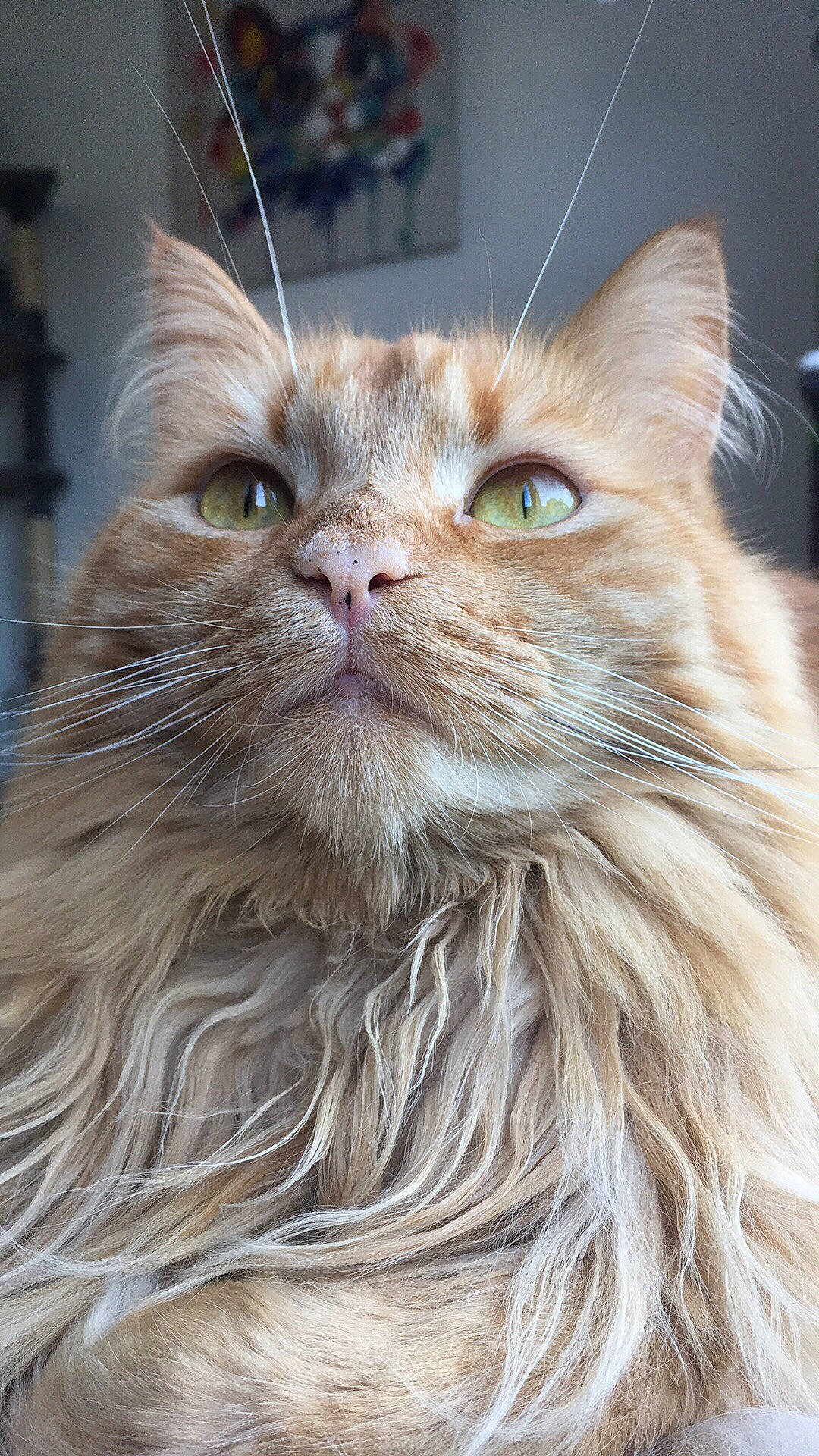 Misty participe au concours pour gagner de l'argent avec cette photo : asian_semi_longhair, british_longhair, british_semi_longhair, carnivore, cat, close_up, domestic_long_haired_cat, fawn, felidae, fur, maine_coon, mammal, norwegian_forest_cat, persian, siberian, small_to_medium_sized_cats, snout, tabby_cat, vertebrate, whiskers