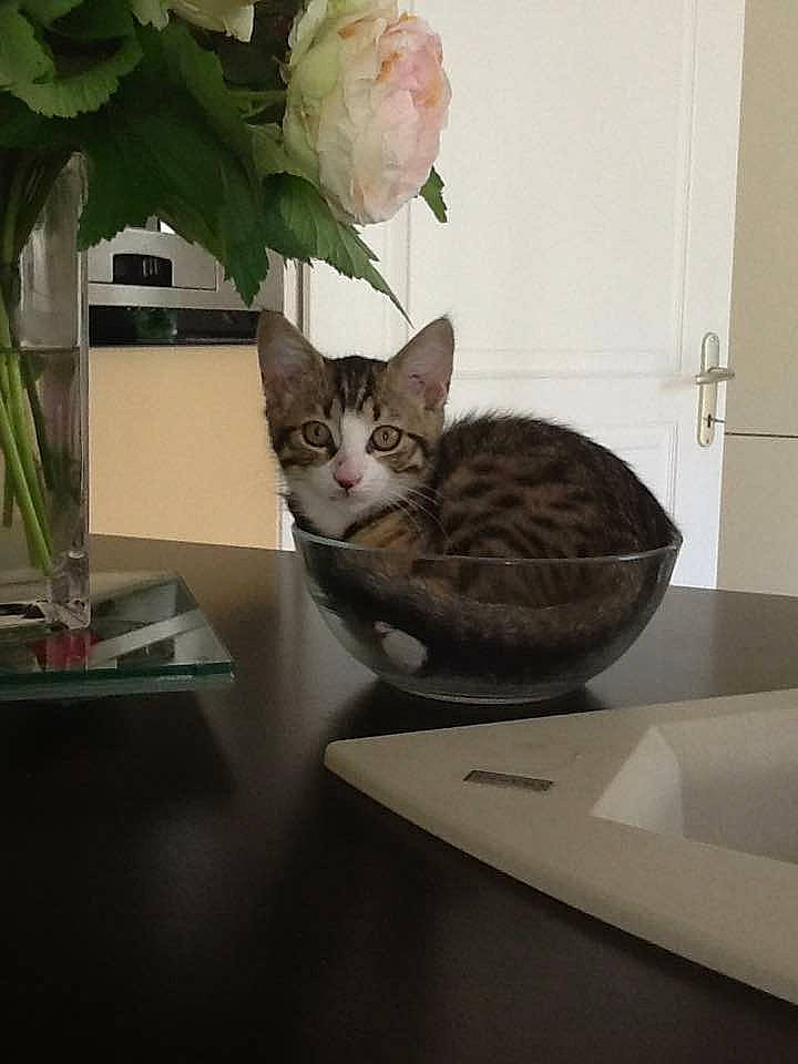 Noah a rejoint le concours — aidez-le/la à gagner de superbes lots ! carnivore, cat, domestic_short_haired_cat, door, felidae, flooring, flower, flowerpot, fur, grey, houseplant, interior_design, plant, room, small_to_medium_sized_cats, tail, tire, whiskers, window, wood