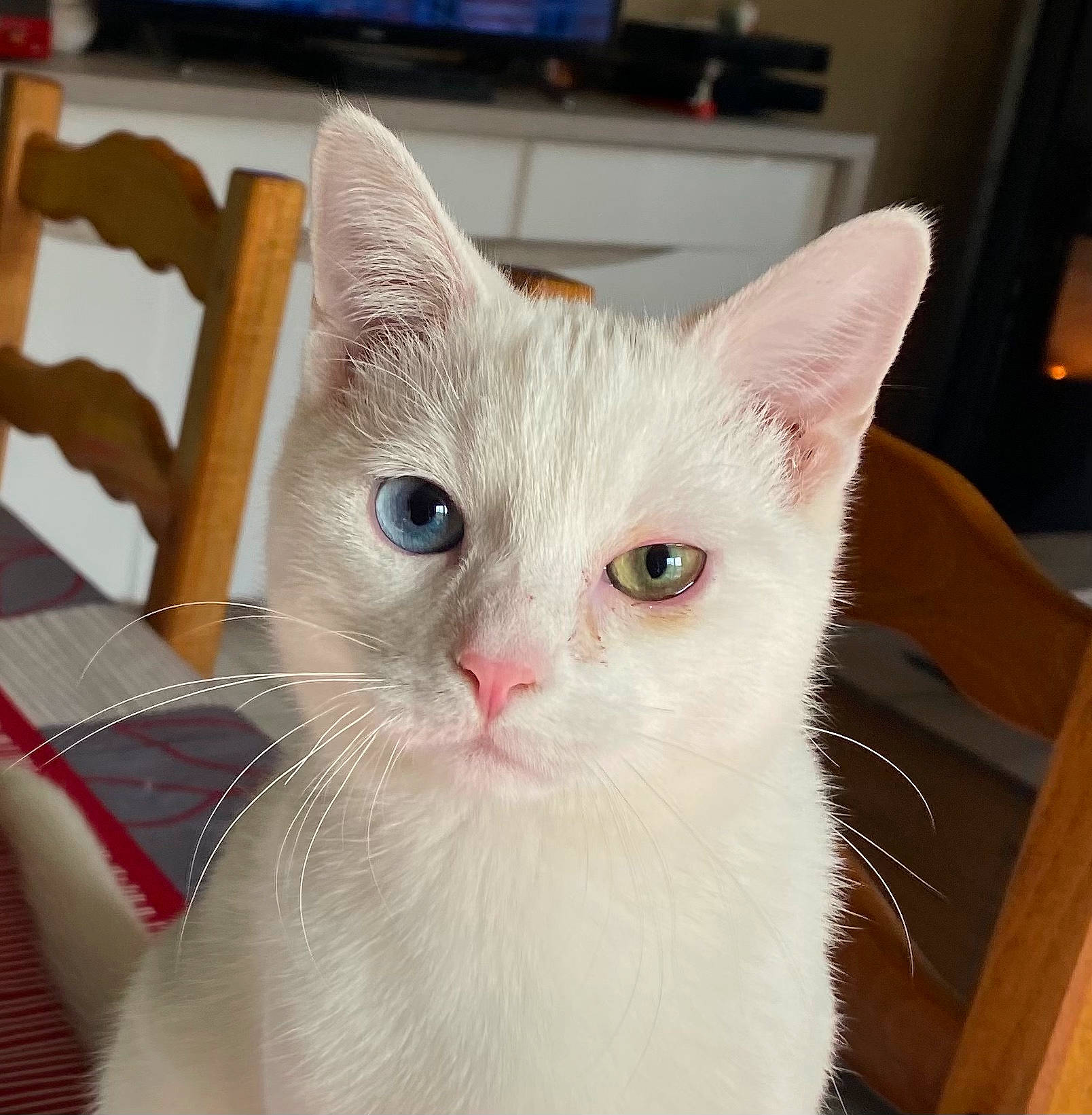 Rocky participe au concours pour gagner de l'argent avec cette photo : carnivore, cat, claw, collar, comfort, computer_keyboard, domestic_short_haired_cat, eye, fawn, felidae, foot, fur, head, paw, small_to_medium_sized_cats, snout, tail, television, whiskers, window