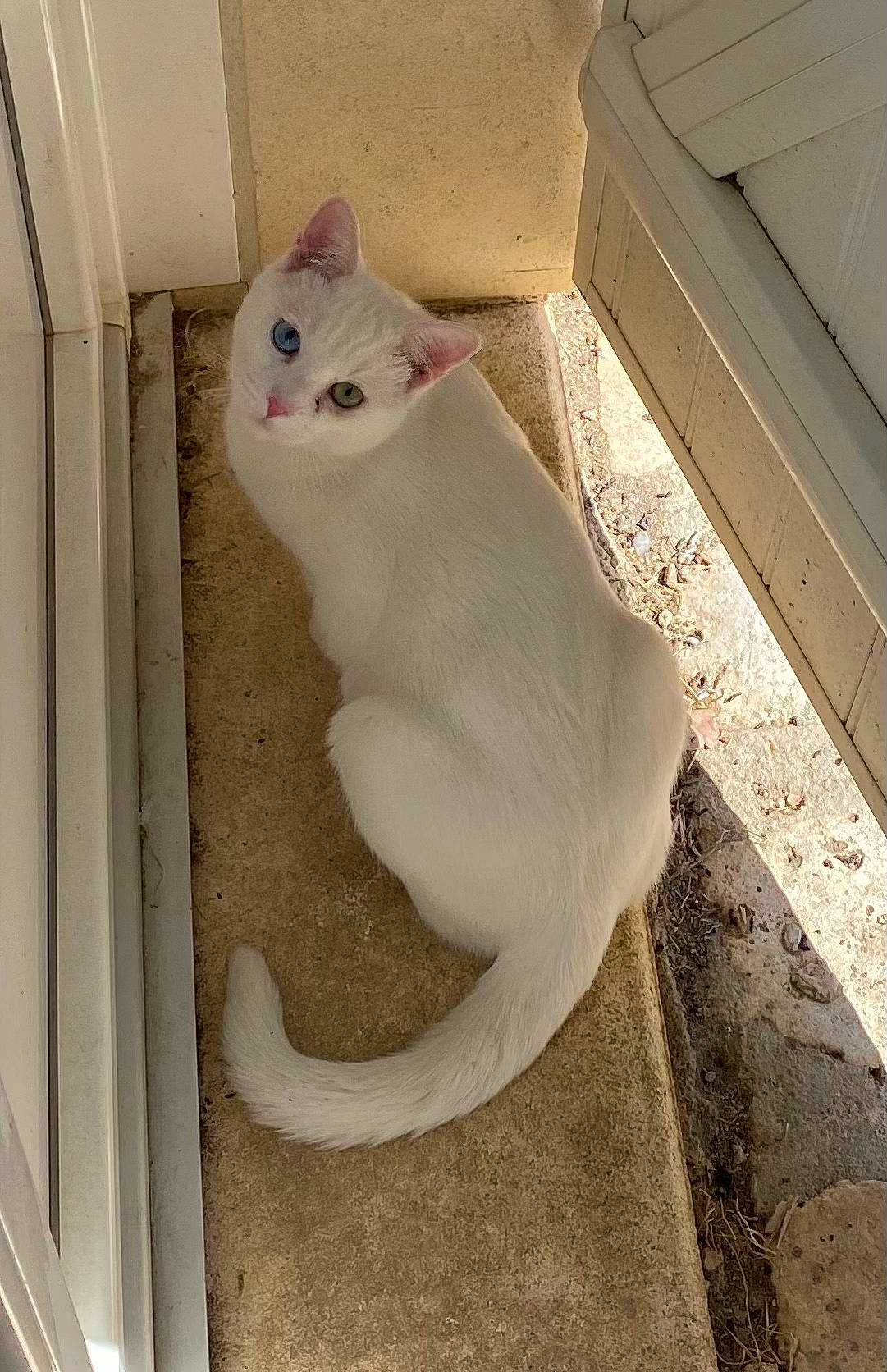 Rocky participe au concours pour gagner de l'argent avec cette photo : box, carnivore, cat, cat_supply, ceiling, comfort, domestic_short_haired_cat, fawn, felidae, flooring, fur, hardwood, paw, pet_supply, plaster, small_to_medium_sized_cats, snout, tail, whiskers, wood