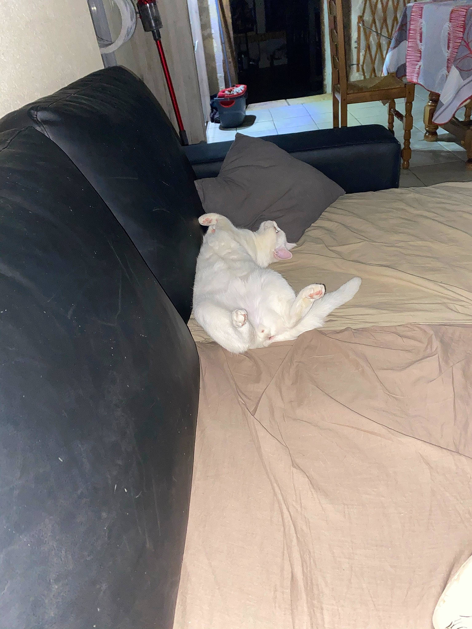 Rocky participe au concours pour gagner de l'argent avec cette photo : automotive_design, bedding, bedroom, comfort, couch, floor, flooring, furniture, grey, hardwood, interior_design, lamp, linens, living_room, pillow, room, throw_pillow, tree, window, wood