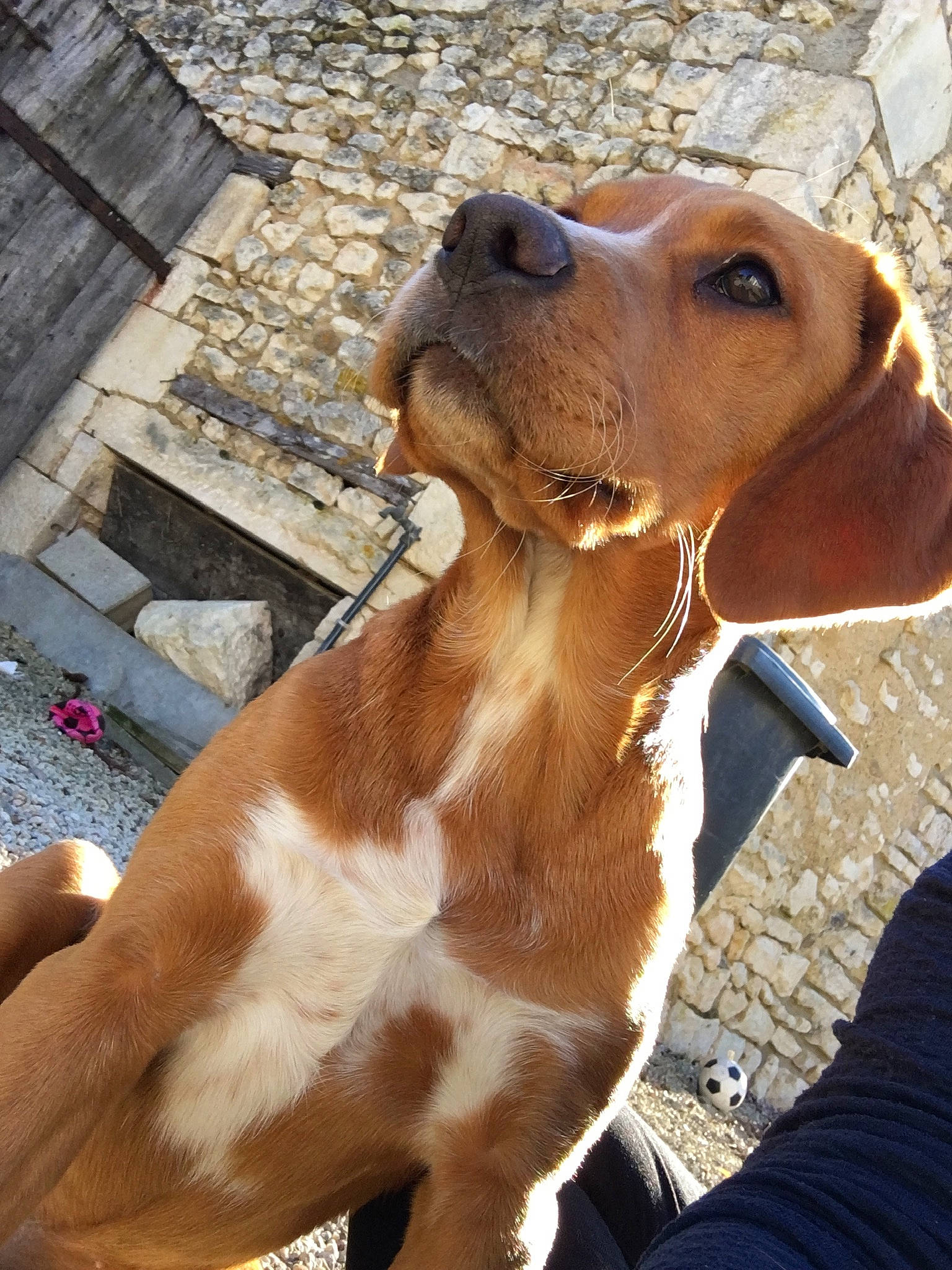 Olya a rejoint le concours — aidez-le/la à gagner de superbes lots ! canidae, carnivore, collar, companion_dog, dog, dog_breed, dog_collar, dog_supply, ear, fawn, hound, jaw, liver, metal, pet_supply, snout, sporting_group, terrestrial_animal, whiskers, working_animal