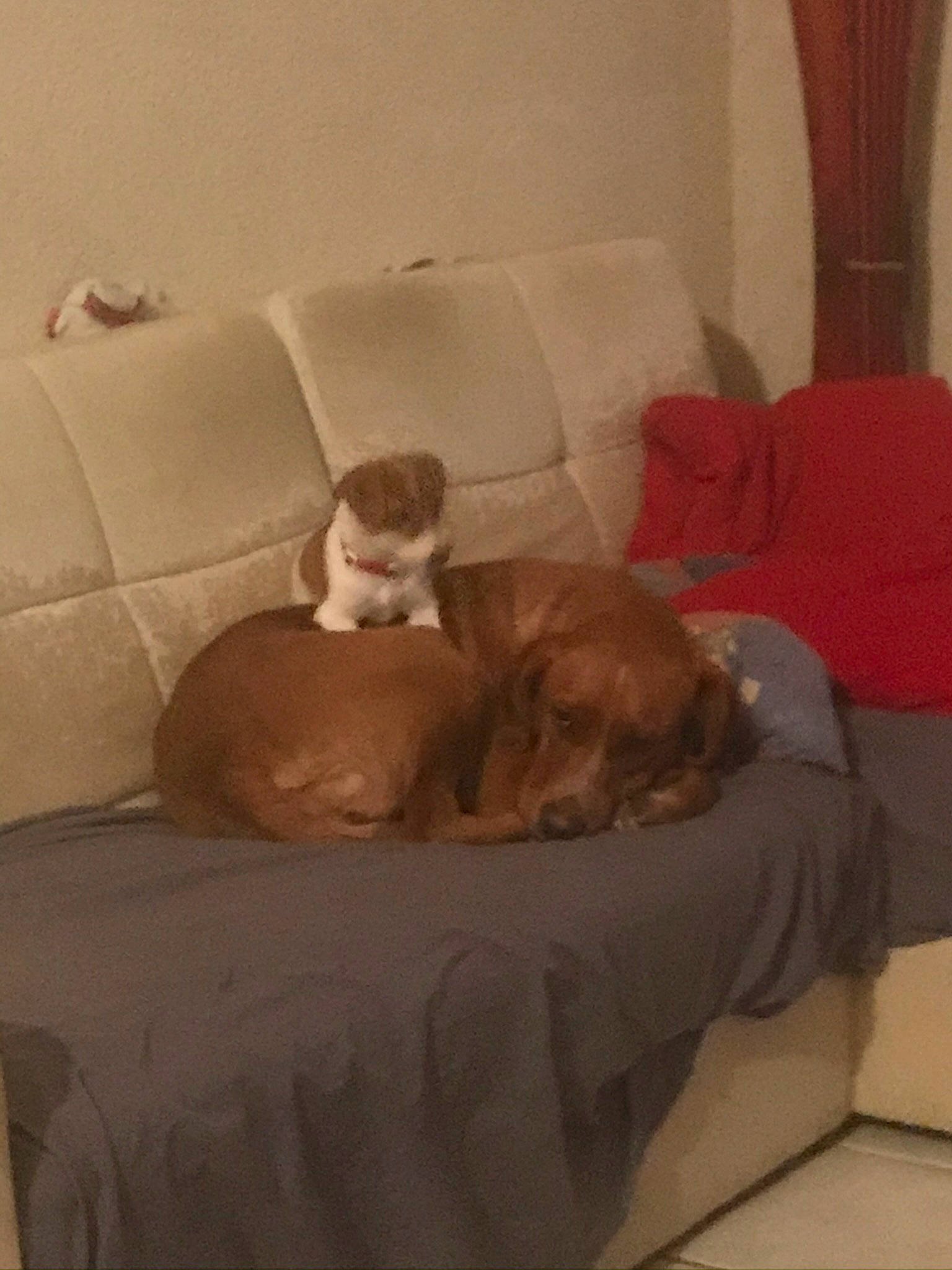 Olya a rejoint le concours — aidez-le/la à gagner de superbes lots ! brown, canidae, carnivore, comfort, companion_dog, couch, curtain, dog, dog_bed, dog_breed, dog_supply, fawn, flooring, hardwood, liver, living_room, nap, room, sporting_group, working_animal