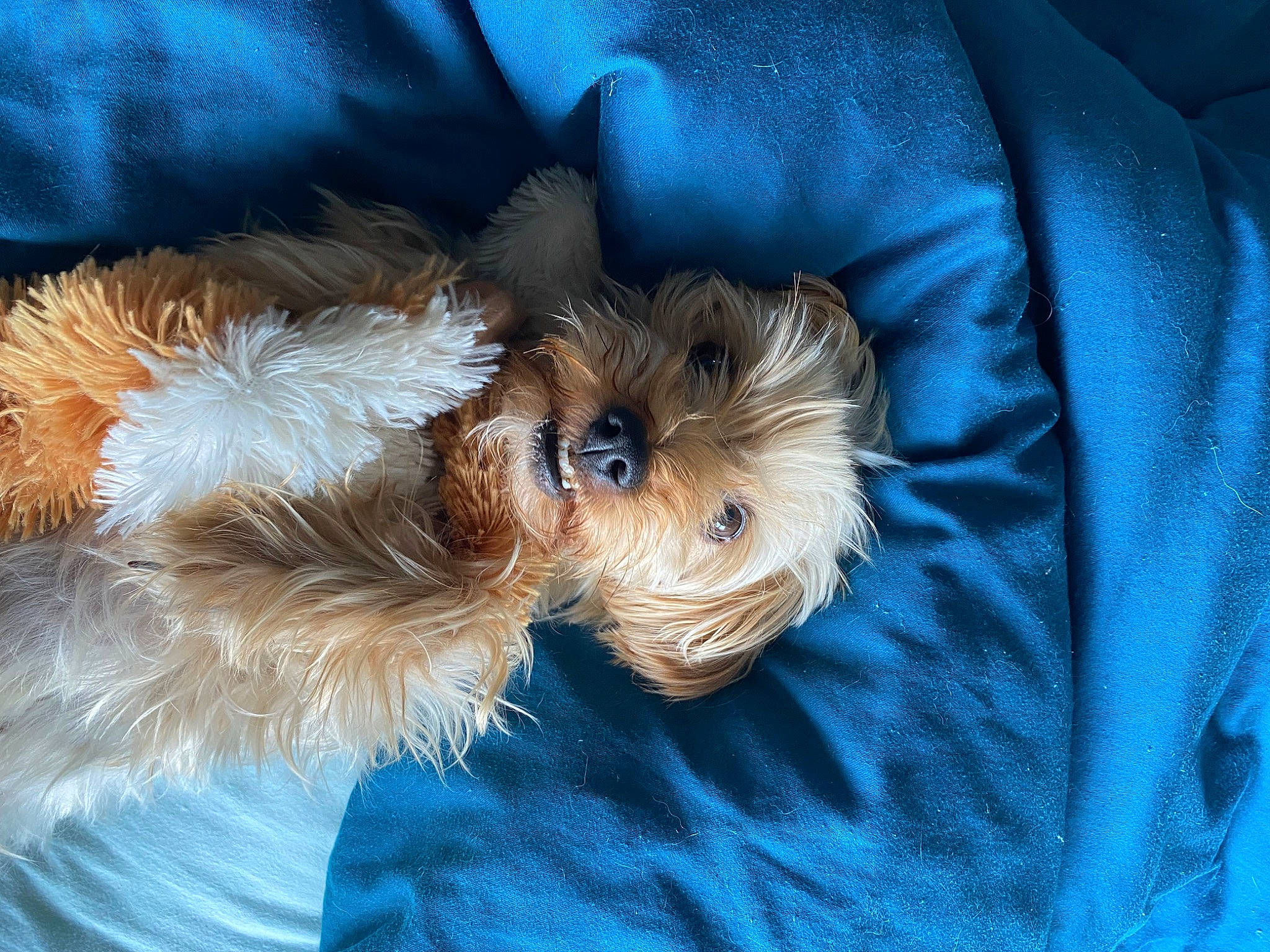 Bulle a rejoint le concours — aidez-le/la à gagner de superbes lots ! biewer_terrier, canidae, carnivore, companion_dog, dog, dog_breed, dog_supply, electric_blue, fawn, fur, linens, liver, sleeve, small_terrier, snout, sporting_group, terrier, toy, toy_dog, working_animal