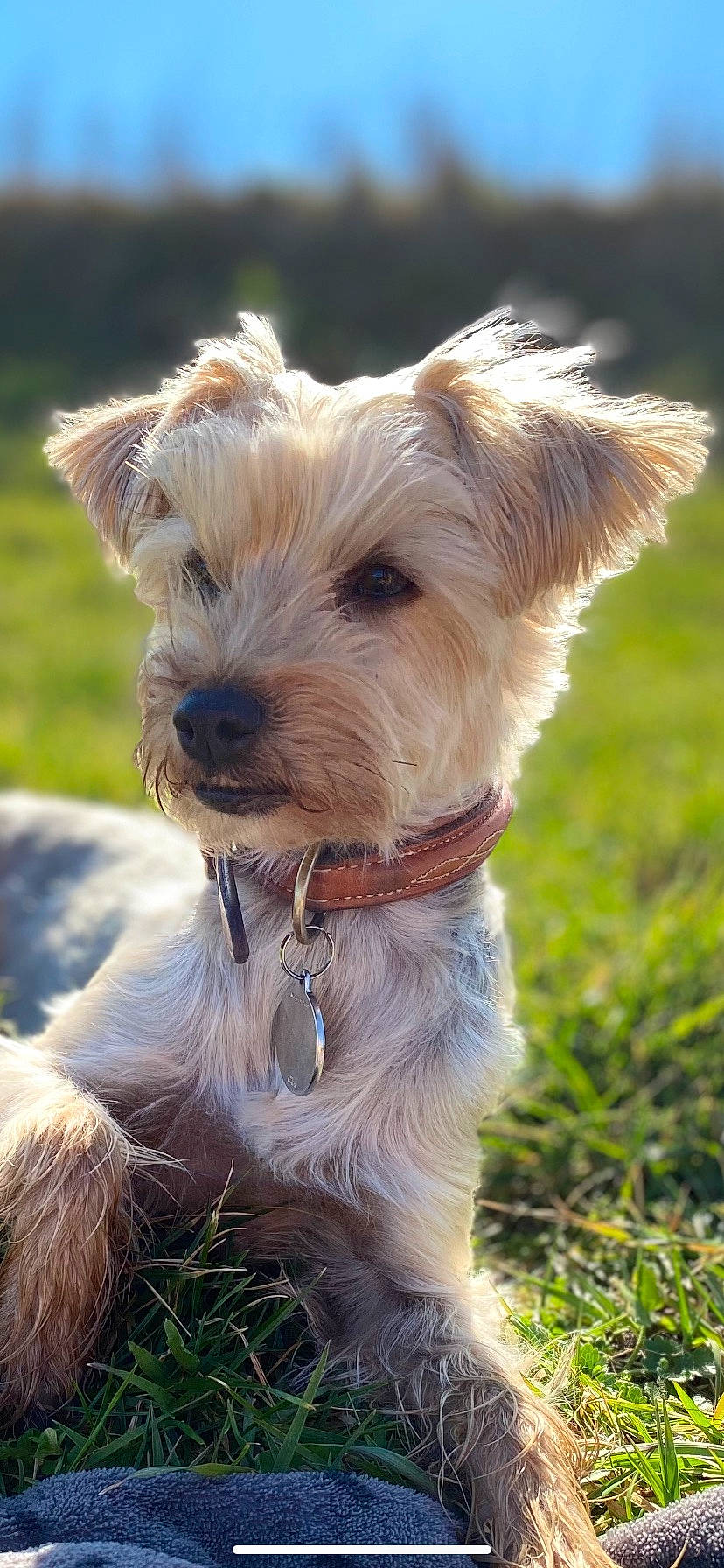 Bulle a rejoint le concours — aidez-le/la à gagner de superbes lots ! canidae, carnivore, collar, companion_dog, dog, dog_breed, dog_collar, dog_supply, fashion_accessory, fawn, grass, leash, pet_supply, small_terrier, snout, sporting_group, terrier, toy_dog, working_animal, working_terrier